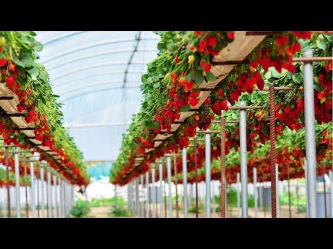 ��� ���������� �������� �� �����������