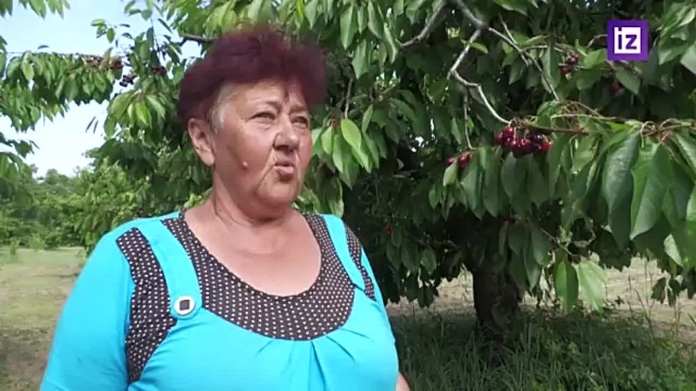 Мелитополь начал отправлять черешню в регионы России, ЛНР и ДНР