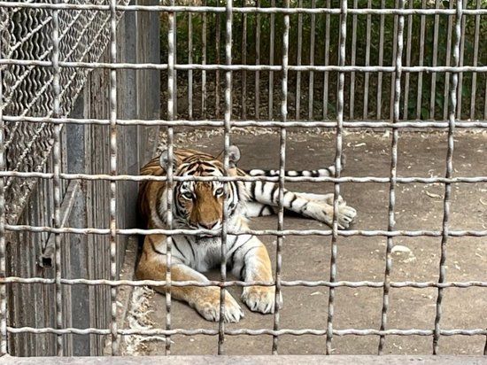 �������� �������� ��������� ������������ ������� ������� �� 10 ���� ���� ��� ��������