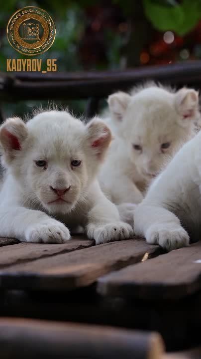 ������ �������: ��� ������� ������-��������� ���������� �������� ���� ������