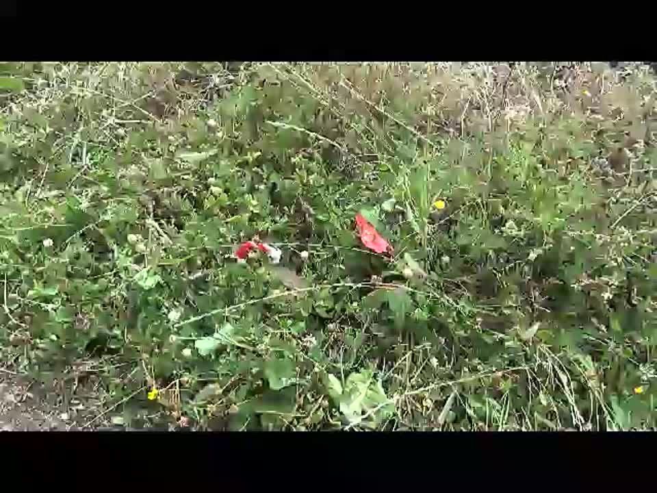 ������� ��������: ����������� ������ ����������� ��� 53 ��������������� ���� ���� "��������", ������� "�������" ���������� �� ������ ���������� � ������� ���������� ����������