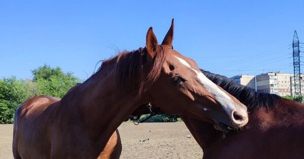 ���������� ������������� �������� � ��� 20 ���� ����� ��� �������