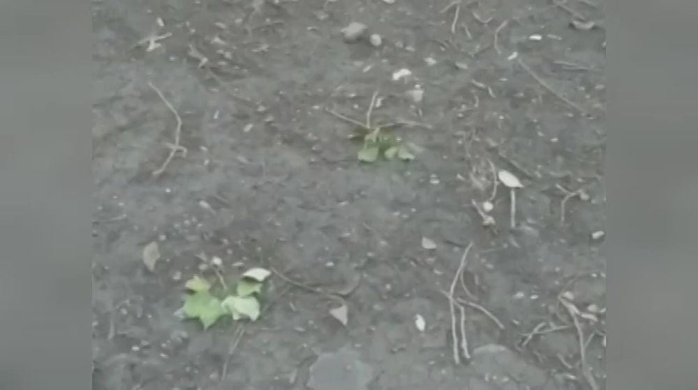 ��������� ��������� ��� �������� ����-�������� � ����� � �������