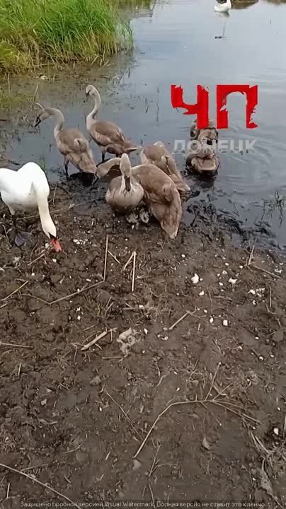 ���������� ��� ����������� "�� ������"