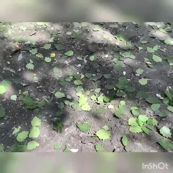 18+. ����������� ������� ������ ������� ������ �������