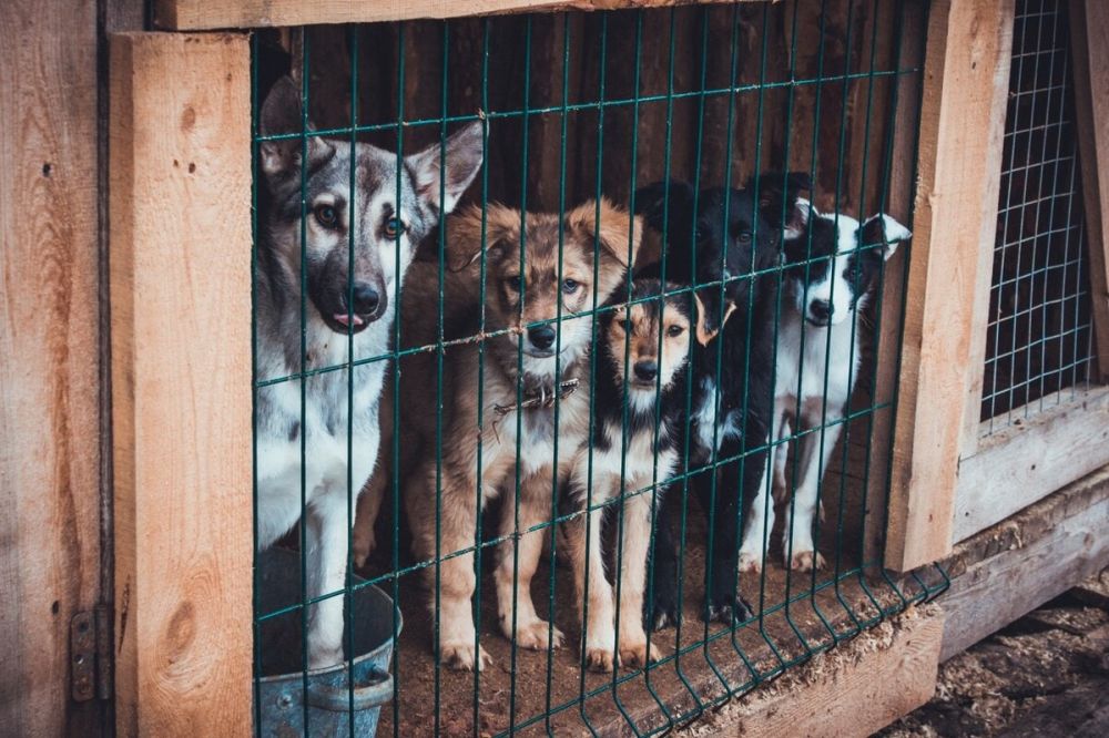 ���������� �� ������ � ������������� �� ��� ���������� �������� ����� ��� �������� ���������� ��������������