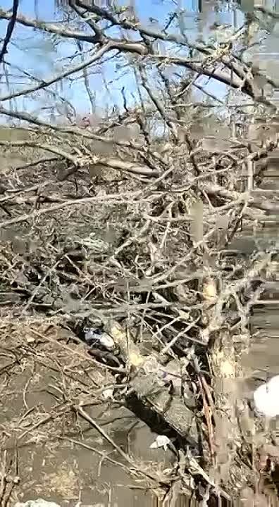 ������ �������: ����� ������ "�����" ������ � ��������� ������������ �������