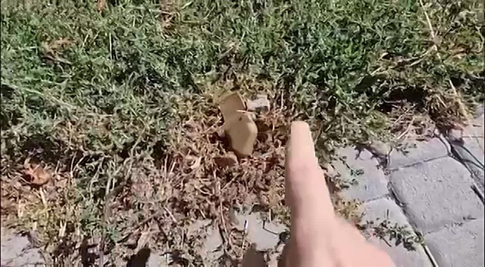 ������ ��������: ������������� ��� �������� ���������� ���� � ���, ��� �� �� ��� ����������� �� ��������, ���������� �� ����� ������� ������ ����-�������� ���-1