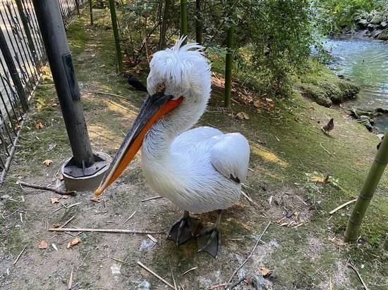 ��������� ��������� �������� �������� ���������