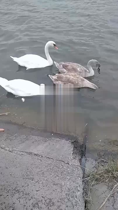 ������ ������������ �� ������������ ������ � ������������ ������ �������