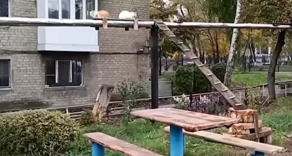 ������� ������� ��������: �������� ������ ����������� ������� ��� �����, ����� ��� ����� ������� �� ������