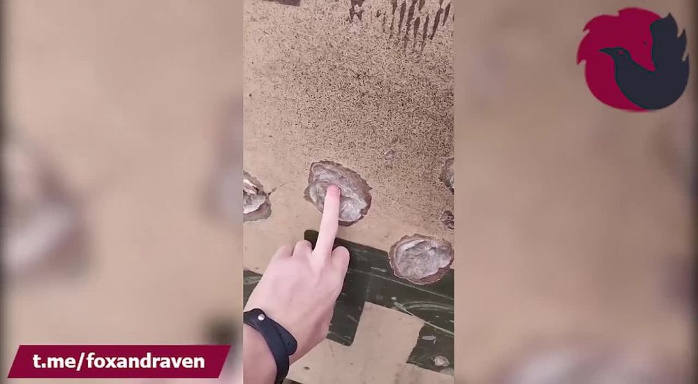 ���� ����� ���������� ������������ ��� �113 ������ ����������� �����