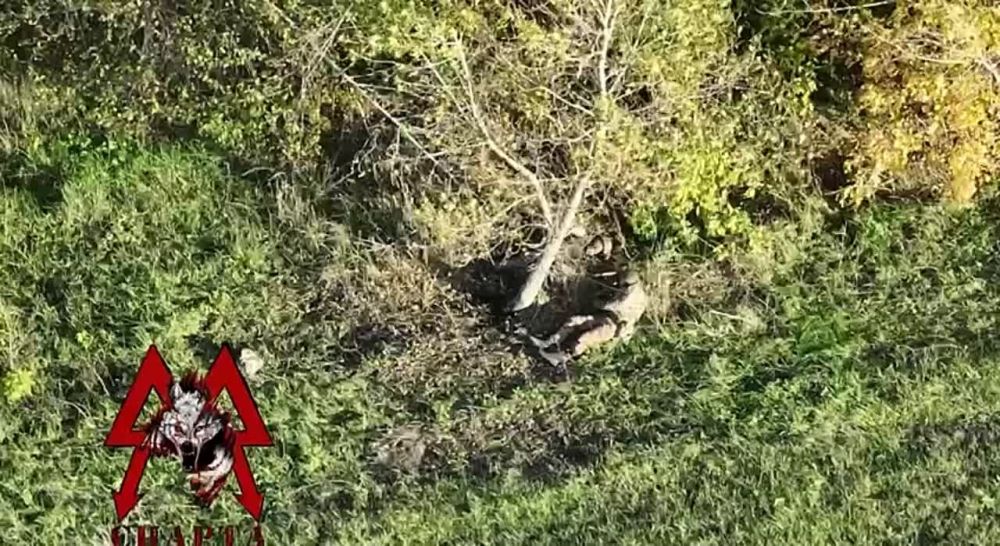 ��� ����� �������� ������ � ����� �������� � ������ �. ������� ��� �������� � � ������ ����������� "������" �������� ��������� ���������� �� �� ������� ������