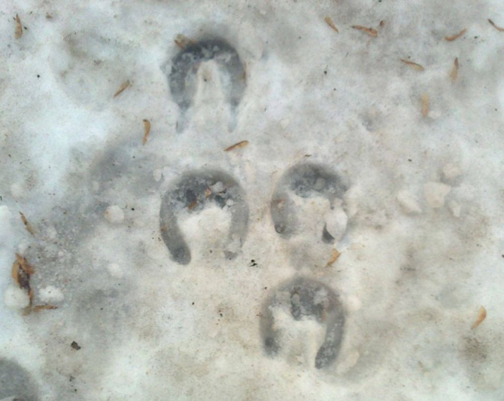 ������ ������ � ����������� ��������� � ������ ����� �������� ����� �������� � ��������� �������, � ��� �������