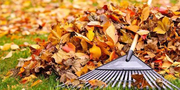 ������ �������: