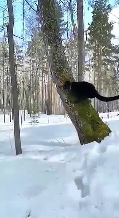 ���� ���������: ������� ������� ��� � �����