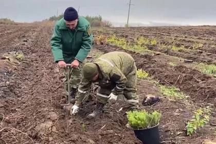 ���������� ��������� ����������� � ��� � ��� ������������� ������������ ������