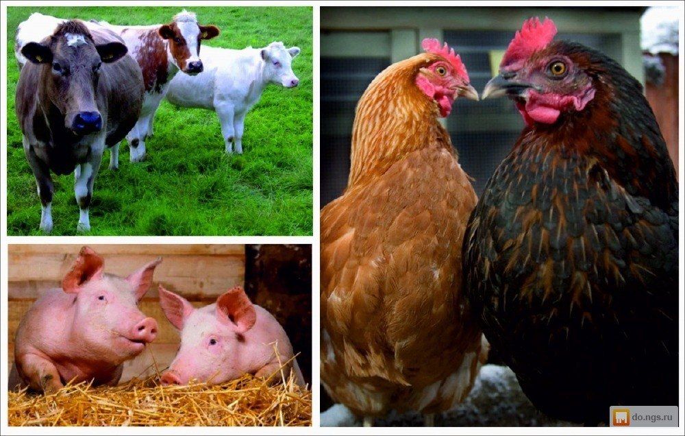 ����� ����������: &amp;#171;��������������� ��������� �������� �������������� � ��� &amp;#8212; ���� �������������� ������&amp;#187;