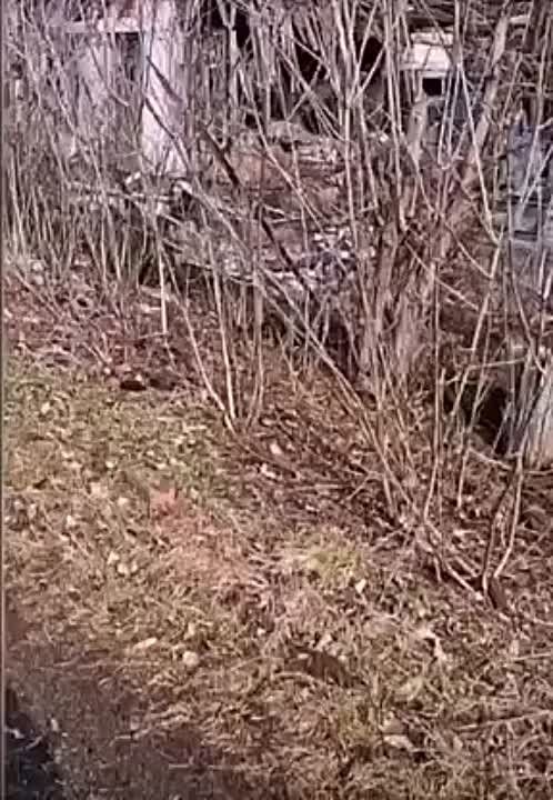 ��� ������ ������������ ������ ��� � ��������, ����������� ����������� ��������� �����: ���������� ������� ������� ����������� ���������� � �����