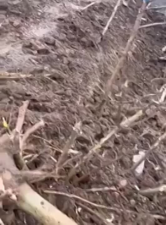 ���������� ������������ �� ������ ������� � ��������� (������), ��� ��� ��� ������ �������� ���� �� ������