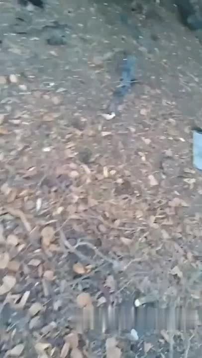 ������ �������: ��� ���� ������������ ������������� �������� M1083A1P2 � ���������� �� ����� 155-�� ������� �777 ���������� �����, ���������� ������� ������������ � �������� ������� ������