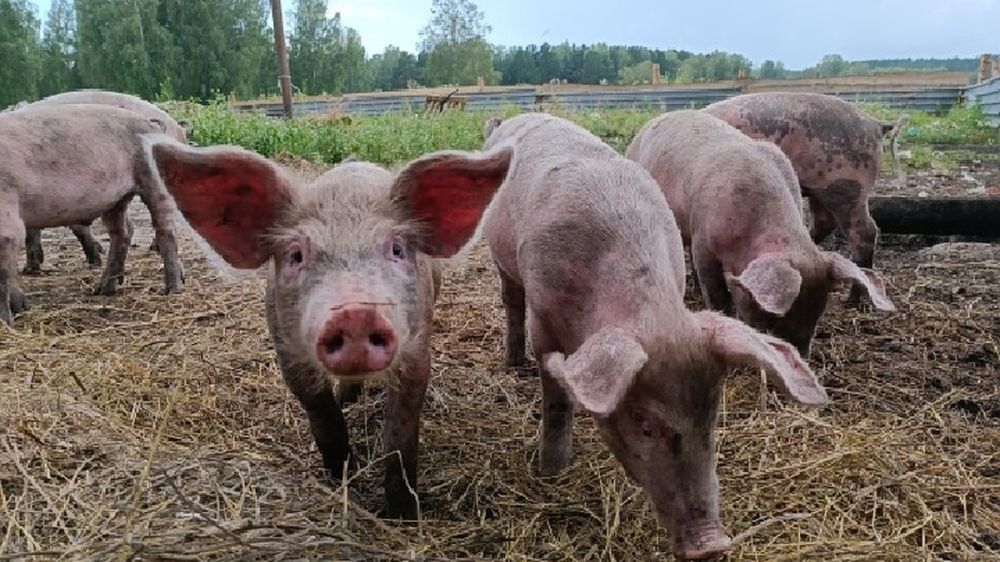 � ��� ������ ����� ����������� ����������� �� ����������� ���� ������ � ��������� ����������