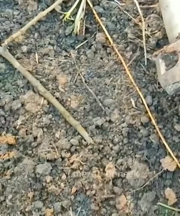 ���������� ������ �������� �� ���������� ���������