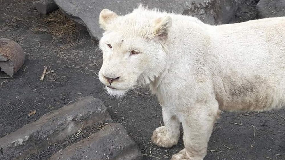 ������������� ������� ������� ���� ������� ����� � �������� ������-���� ��������