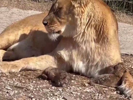 �������������� �� ��������� � ���� ������ ������ ��� ����� - �����