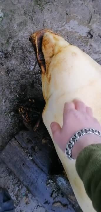 ������ �������: ������� � 1942 ���� � ����������� � 2023 ���� �� ����� "�������" ����� - �������� �������������� ��������� �� ���������������� ����� �������� ��������