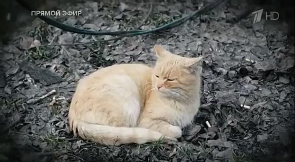 ������� �������: � ����, � �� ���� ������, ��� � ����: