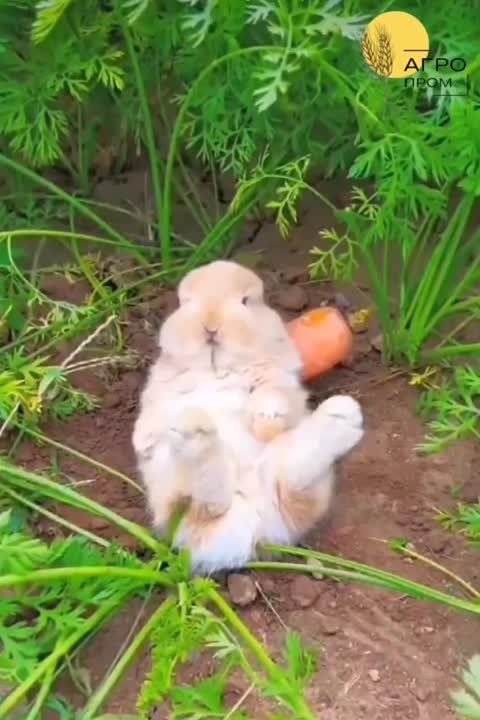 #�������������. 4 ������ - ������������� ���� �������