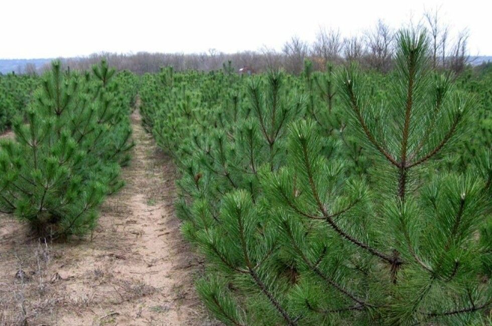 ��� �������� �� ������������� ������� 100 000 ������� ����� � ��� ��� �������������� ����