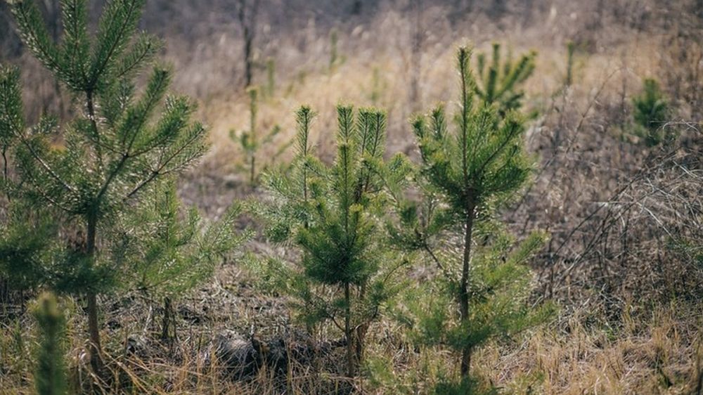 � ��� �� ��� ���� ������� 300 �������� ����