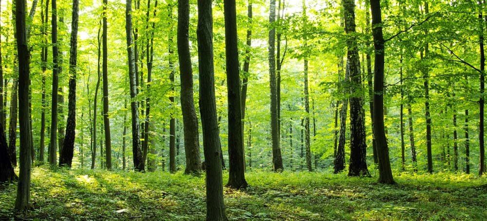 ������� 300 �������� ����, ������ ������������ ������, ����� �������� � ��� �� ��� ����