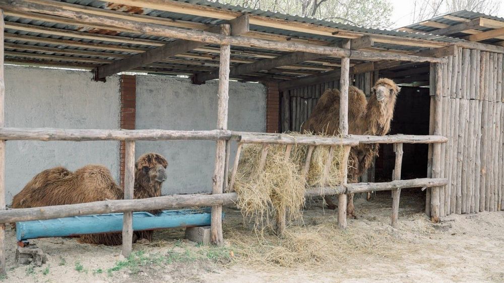 ������������� ������� ���������� ����� ���������� ����������