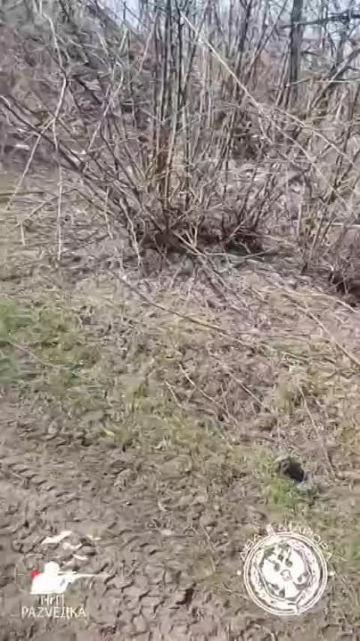 ��������� ������ �� ���������� ����������� ������������ ����������� ����, � ���� �������� ���� ���������, ��������� �������� � �������� ��������������� ��������