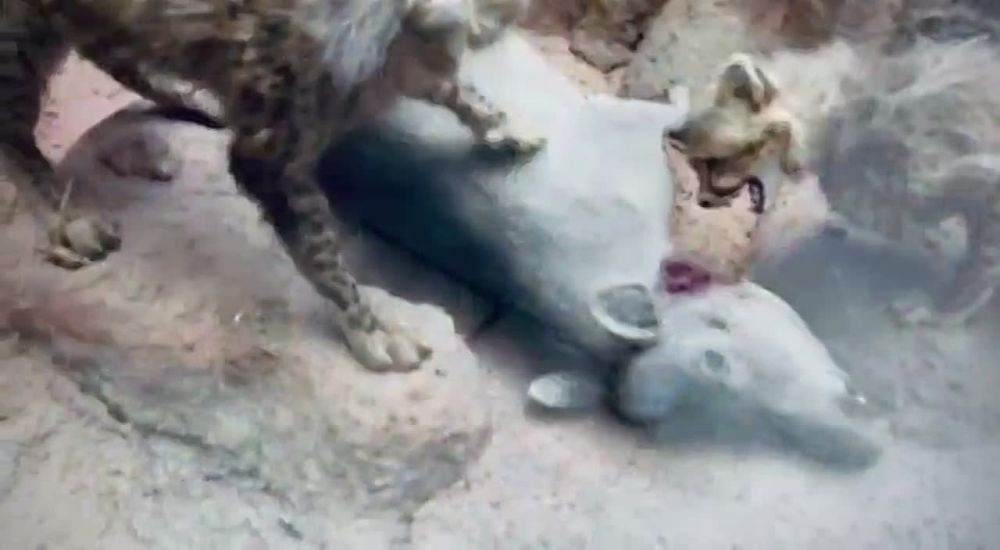 ���� ��������: ���� ���� � ������������ �����..