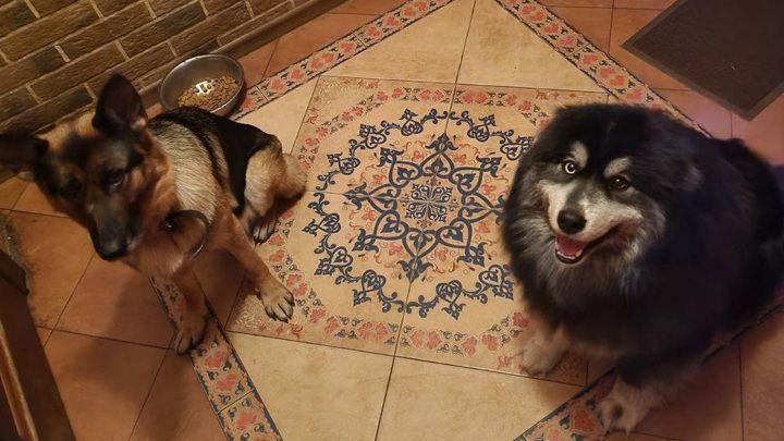 ������� ������ �� �������� ������� �������� "�����"