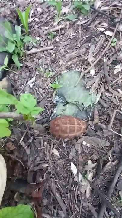 ������ �������: ������������ � ������ �.�. ������� ����� ���������� ����� �� - ��������� ���������� ���������������� VAB (44), ������������ �� ������� � �������� ������� ������