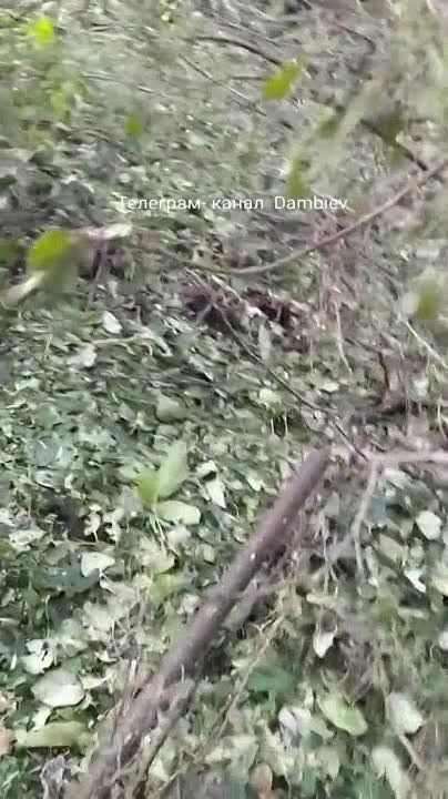 ������ �������: - ���? ...