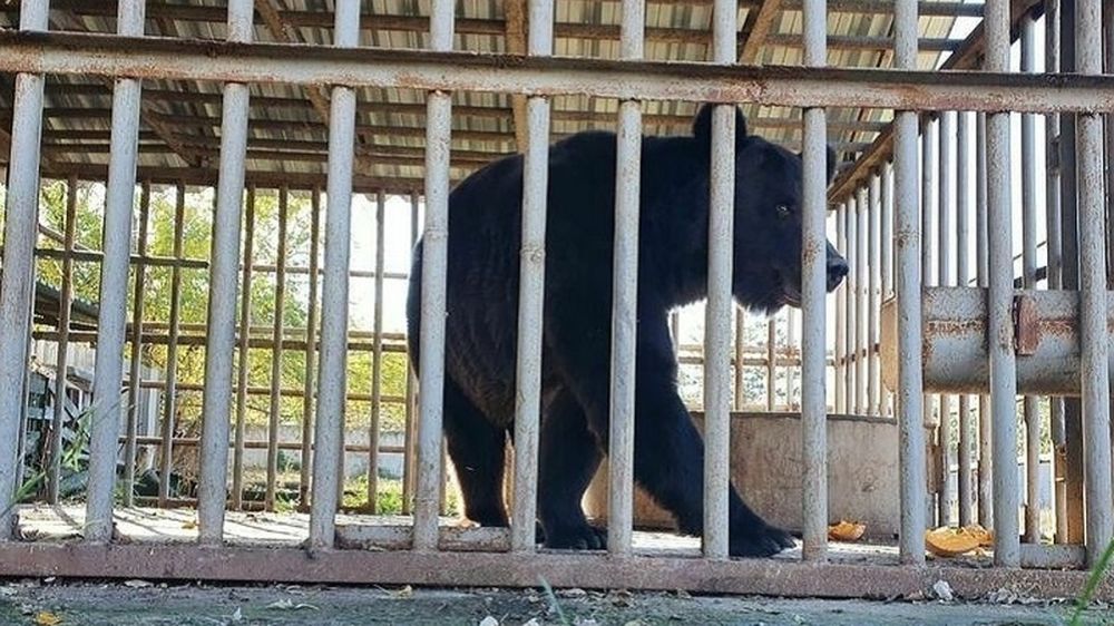 ������������� ������� ������� ���� ������� �������� � ������� �����