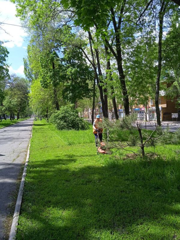 Василий Ткачук: Муниципальным унитарным предприятием администрации г. Донецка "Зеленое строительство Калининского района" ведётся работа по благоустройству разделительной полосы по проспекту Ильича