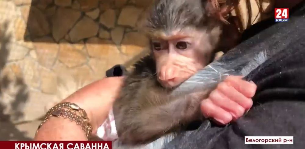 � �������� ������-����� ����-���: � ��������, ������� �������� ������� �� ����� �������� ��, ��������� ���������