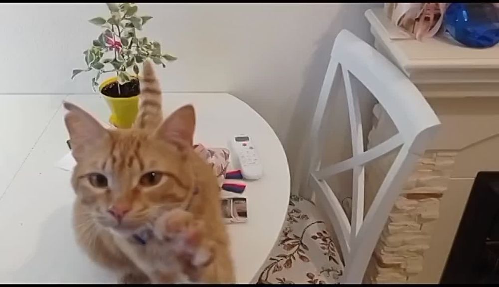 ����� �����, �������� ������� �� �����������, ��� ���� ����� � ������