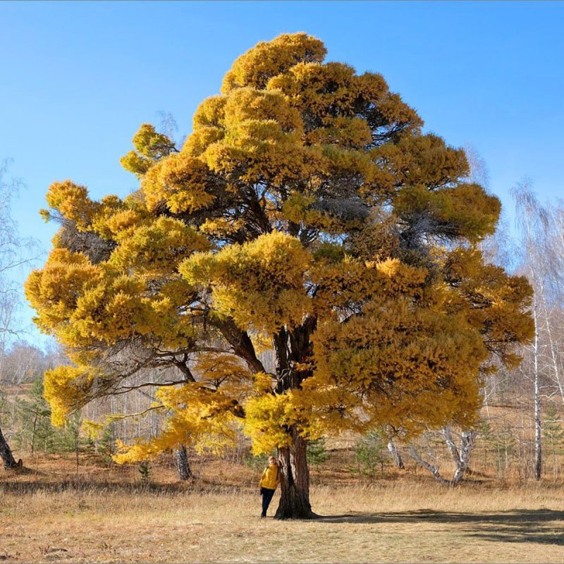 Руслан Дудников: Вы слышали про Кужановские лиственницы? Говорят, что в мире их всего 20, и 11 растут в Башкортостане