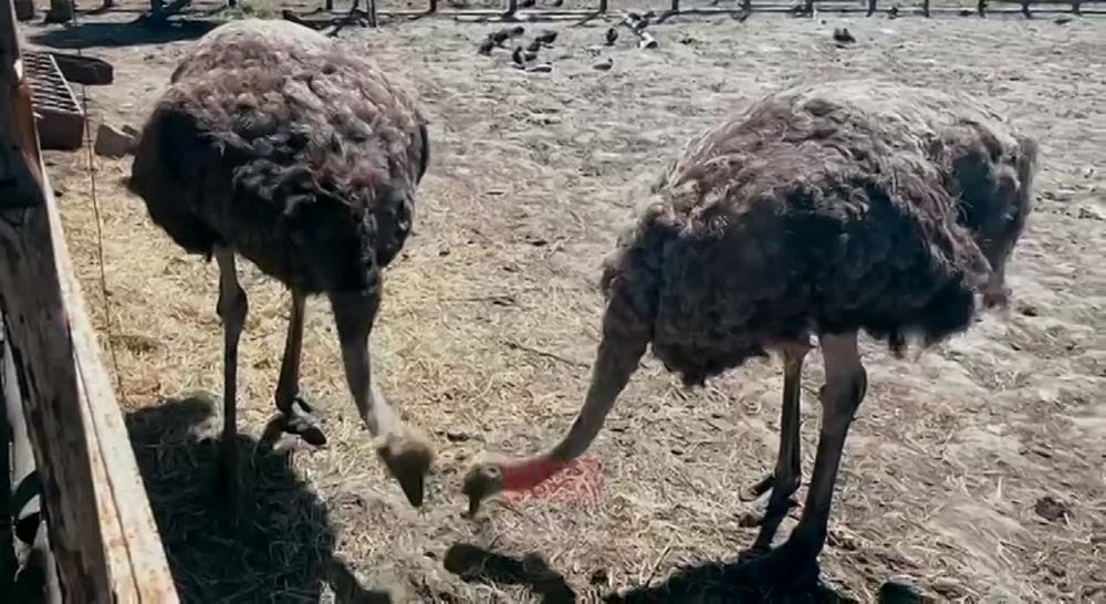 WarGonzo: ������������� ����������� ������� ������ ������������