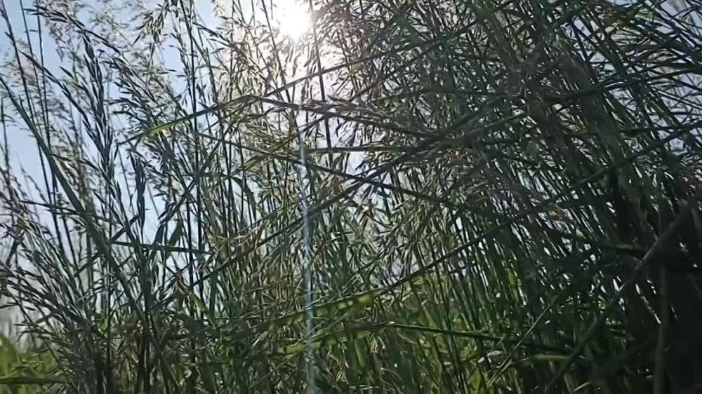 ���������� "����-����" ��� "�������������� ���" ����������� ���� �� ������� ���������� ������!