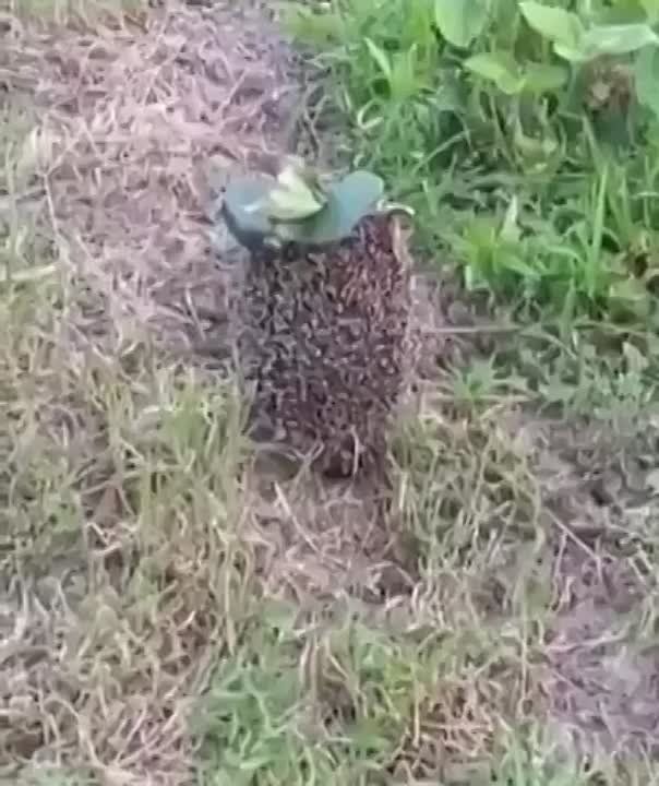 �� �������: ���������� ���� �� �� ����� ����
