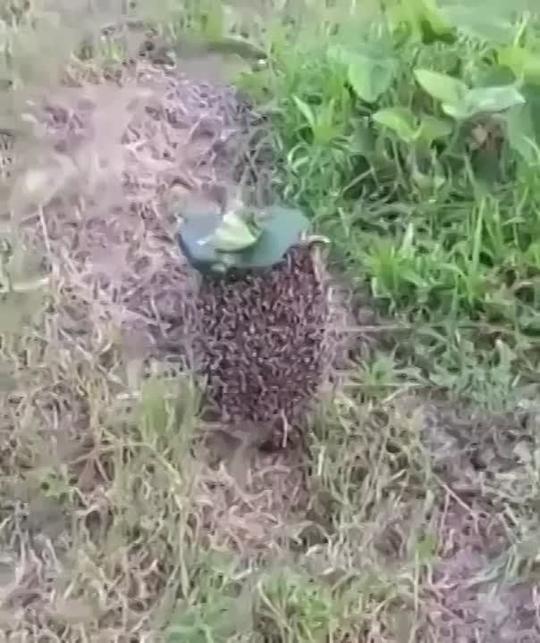 ���� ����-�� ���� "��������"